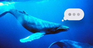 AI Project Aims to Decode Sperm Whale Communication